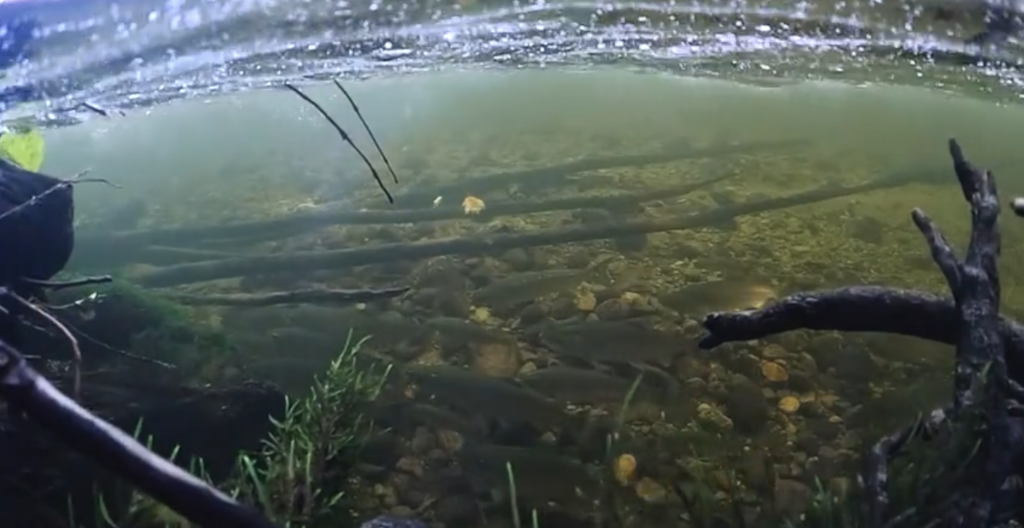 Fresh Sockeye Salmon Delivery for Elders 