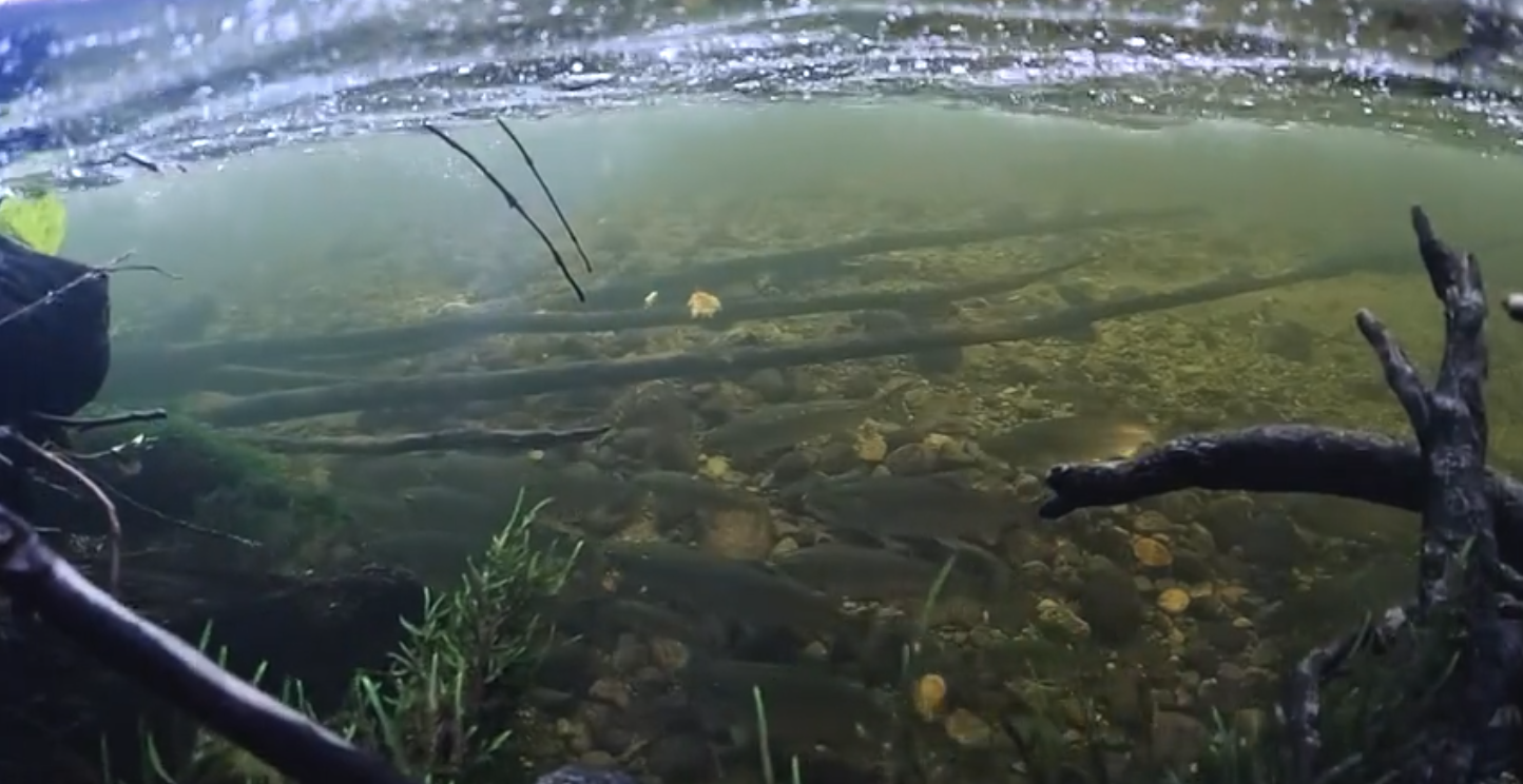 Fresh Sockeye Salmon Delivery for Elders 