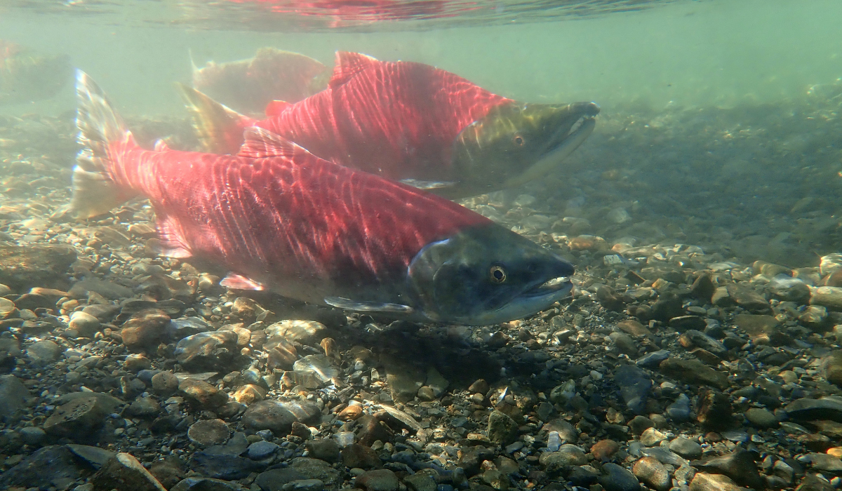 Fresh Sockeye Salmon Distribution for Community 
