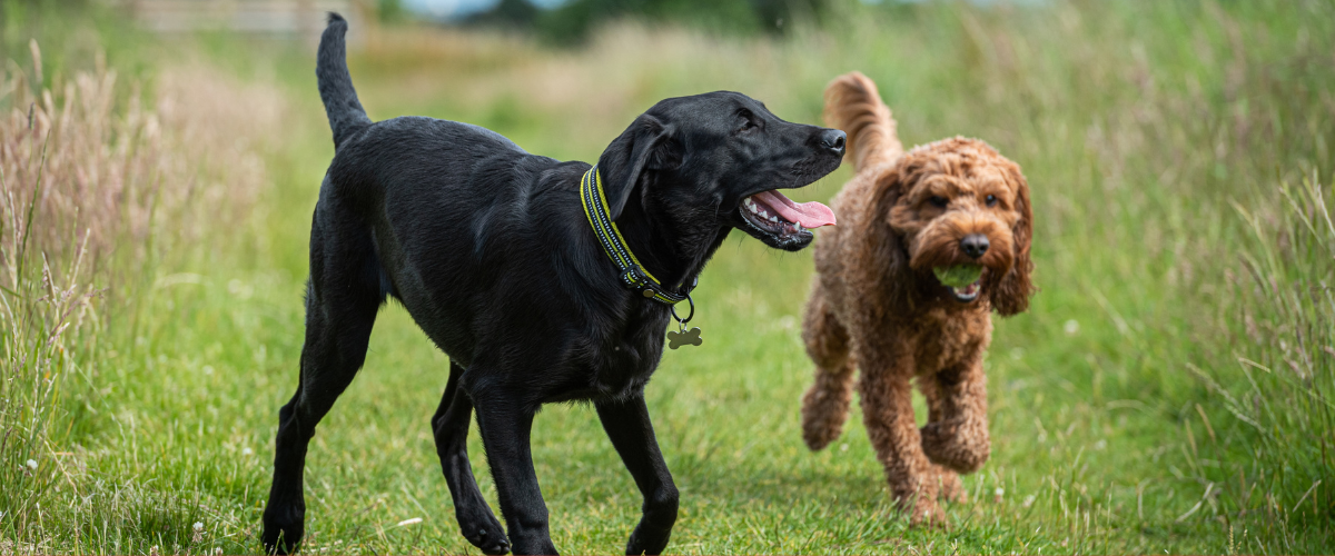 Community Safety Team Now Registering Dogs