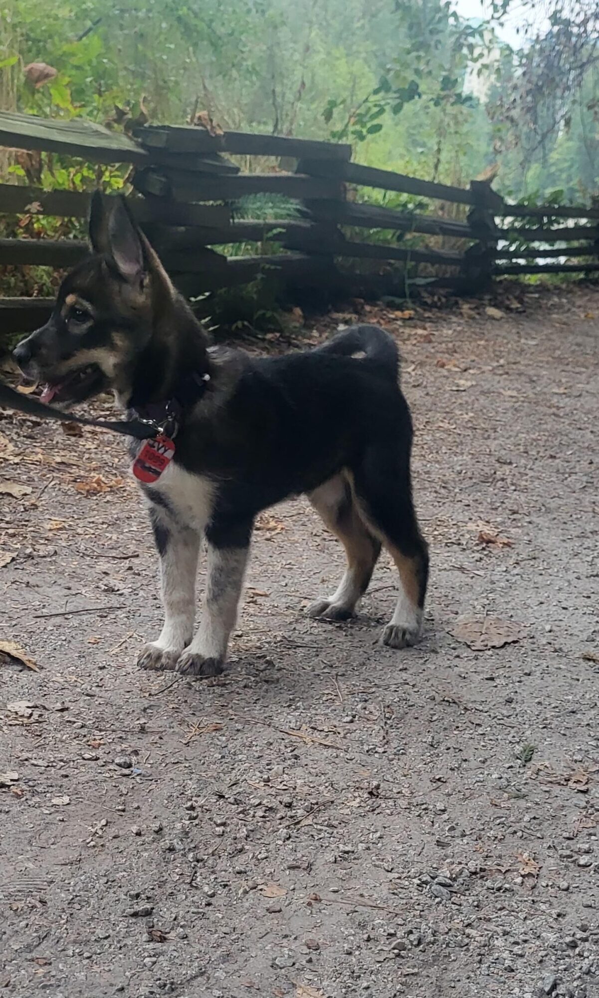 Sḵwx̱wú7mesh Úxwumixw now has, officially, more than 173 dogs